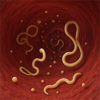 Mycologie & Parasitologie